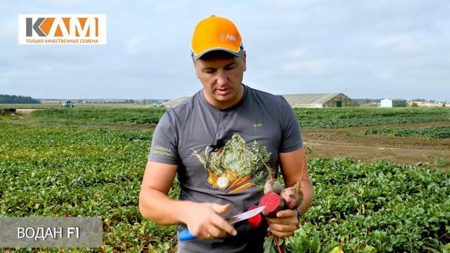 Свёкла столовая Водан F1 смотреть онлайн