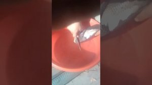 Как ободрать хвост бобра