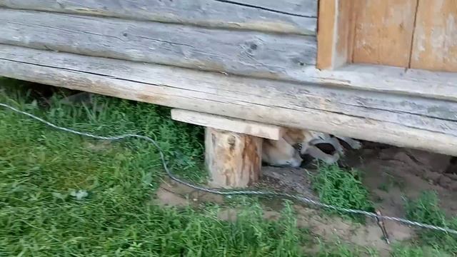 Жизнь в Деревне. Сенокос во дворе. Тулан прячется под амбаром. От жары сохнут кустарники и деревья. смотреть онлайн