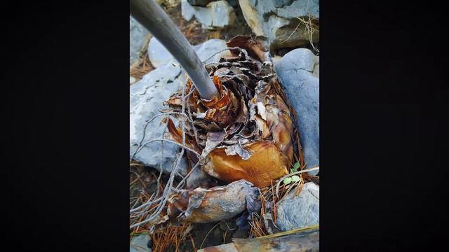 Путешествие на Майорку смотреть онлайн