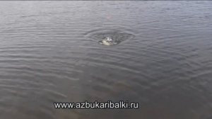 Рыбалка вКарелии. Сиги и хариусы Пяозера