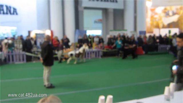 6 Выставка собак всех пород, Киев, февраль 2019, ACANA смотреть онлайн