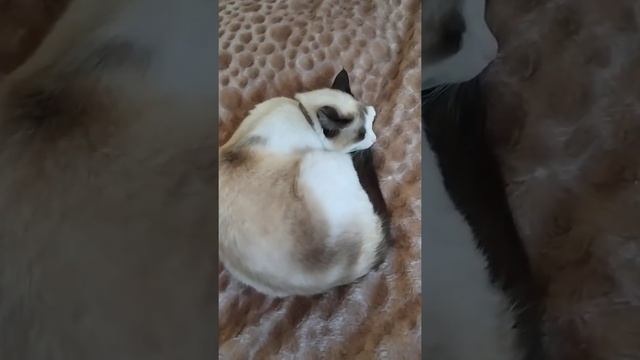 Сноу - шу. Сладкие сны. смотреть онлайн