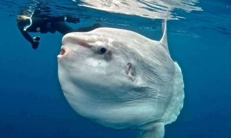 343.Трофеи 123.mp4 смотреть онлайн