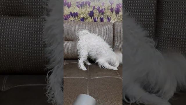 А у вас делает так собака после душа? смотреть онлайн