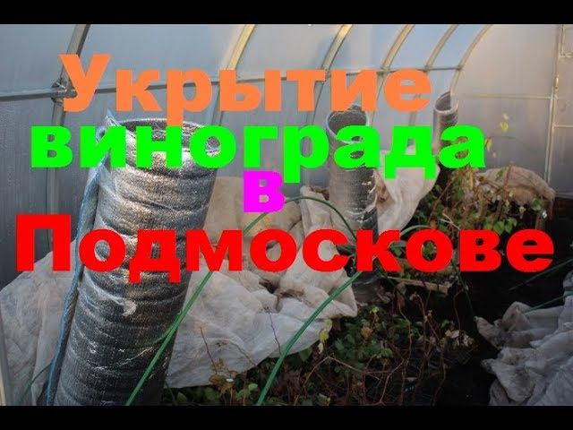 Укрытие винограда на зиму в Подмосковье смотреть онлайн