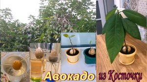 Как Легко вырастить АВОКАДО из КОСТОЧКИ в домашних условиях. Эксперимент удался.