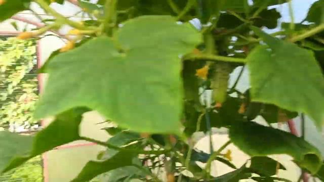 Обрезали по крылышку😏 Уже и днем приходят🦔 Сливаем бассейн💧🌿 Живем в своем доме на Кубани смотреть онлайн