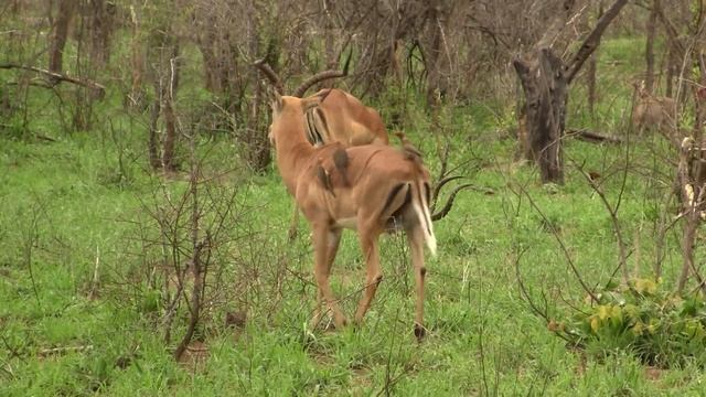 Mutualism: Oxpecker & Impala. Симбиоз: Волоклюй и импала (1379sp) смотреть онлайн