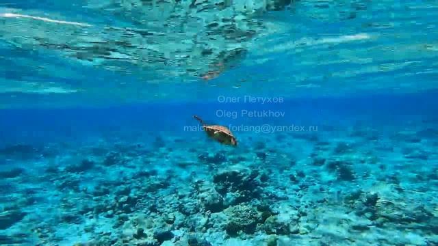 Мальдивы. Maldives. 马尔代夫。 62