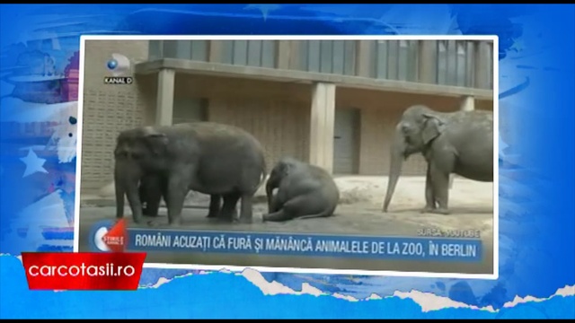 romani acuzati ca fura si mananca animale de la zoo смотреть онлайн