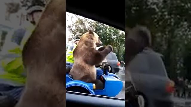 Медведь катается по городу на мотоцикле в люльке. И на людей смотрит и себя показывает | Юмор, шутк смотреть онлайн
