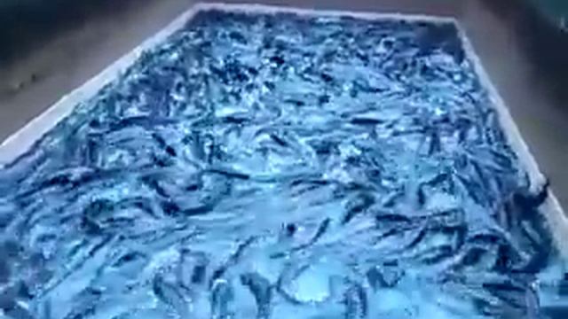 Плотность сома смотреть онлайн