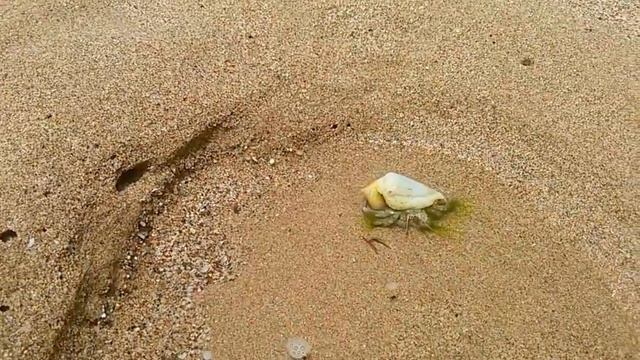 Отдых в Фуджейра! Индийский океан и мохнатые крабы!))) смотреть онлайн