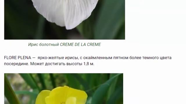 Ирисы сорта с фото и названиями смотреть онлайн