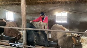 Откорм бычков , ставим новеньким бычкам Ивермек. Рассказываю про бычков и показываю.