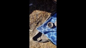 Мазда 3 замена ремня навесного оборудования и ремонт роликов