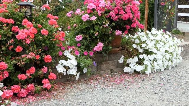 Top 10 Easy To Grow Flowers From My Garden/My Top Pick!🌸 смотреть онлайн