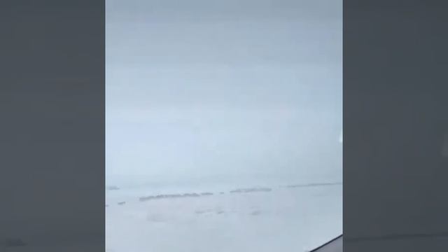 Огромное стадо сайги засняли на трассе "Караганда-Жезказган" смотреть онлайн