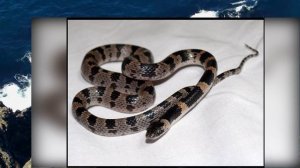 Остров Шикотан-кратко о нем!