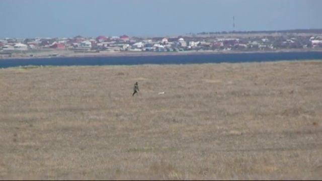 456. (7) Английский Пойнтер НИКИ смотреть онлайн