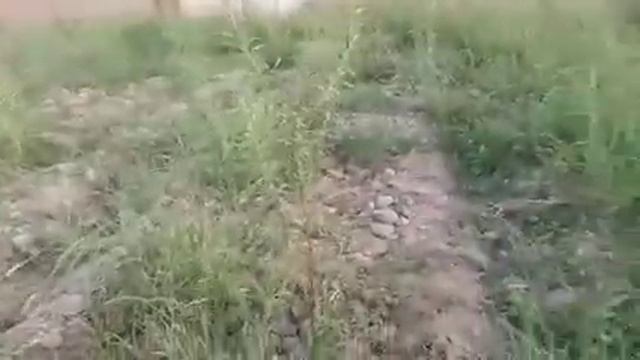 Арбуз 🍉 летом Узбекистане нашем участке .Свой Огород смотреть онлайн