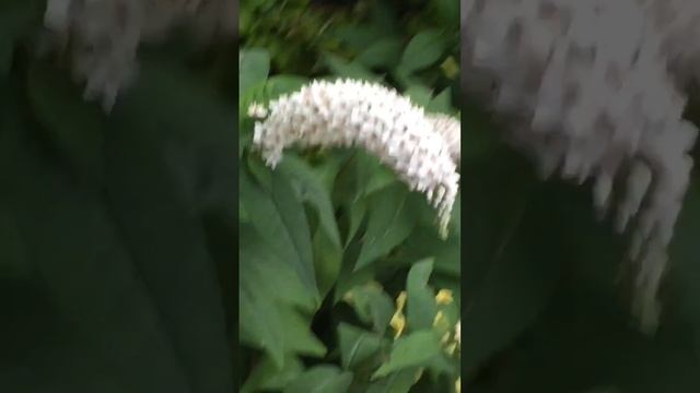 Lysimachia clethroides (gooseneck loosestrife) смотреть онлайн