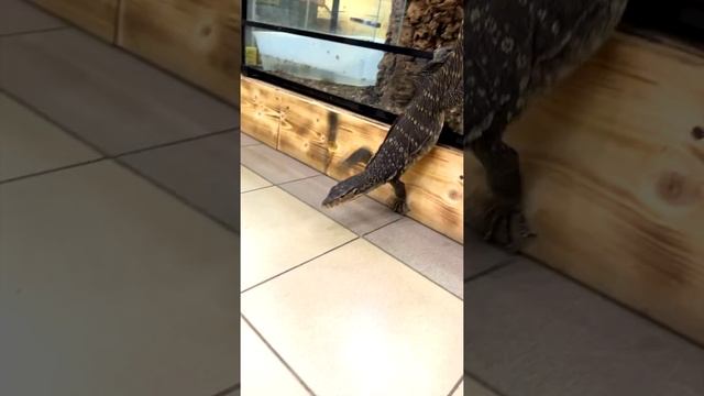 Кормлю Ядозуба, Варана и Тегу яйцами смотреть онлайн