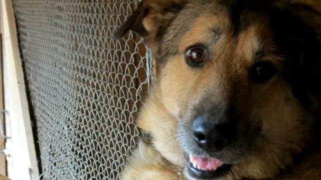 Увидев, что дети делают с этой собакой, девушки позвонили в полицию! смотреть онлайн