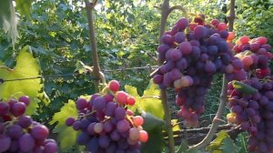 Виноград Гарольд