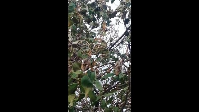 Павловния в Ростове на Дону смотреть онлайн