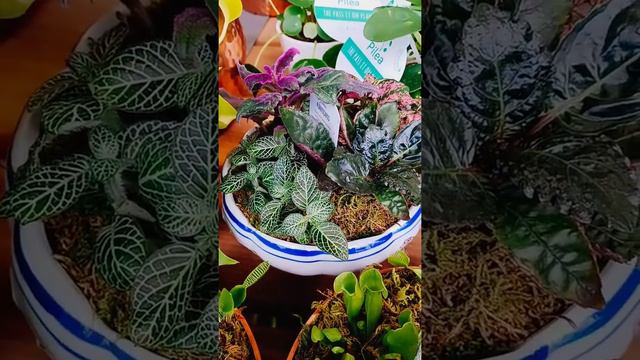 ECHEVERIA 🔥 Fire 🔥 glow & ORQUIDIAS... смотреть онлайн