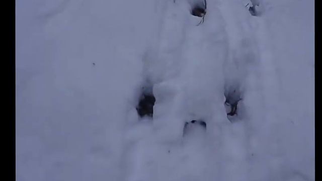 Зимний поход. Ночевка в лесу без палатки. 1 смотреть онлайн