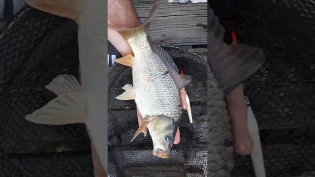 как растет карп в своём пруду. Выращивание рыбы в водоёме смотреть онлайн