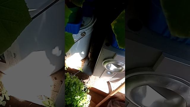 ОГОРОД НА БАЛКОНЕ. СПАСЕНИЕ ТОМАТОВ. #томаты#гибискус#астры#базилик#розы#природа# смотреть онлайн