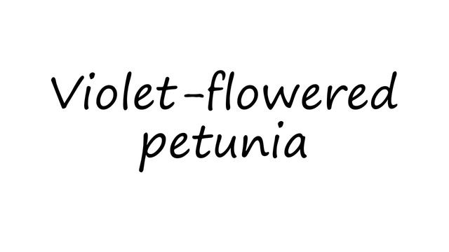 How To Pronounce Violet-flowered Petunia?