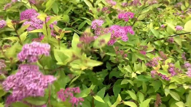 ПРОГУЛКА ПО ИЮЛЬСКОМУ САДУ В ДЕНЬ РОЖДЕНИЯ❤️? смотреть онлайн