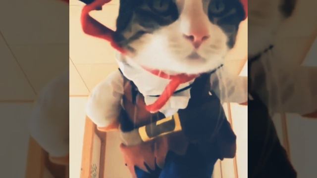 Песенка Кота и Пирата смотреть онлайн