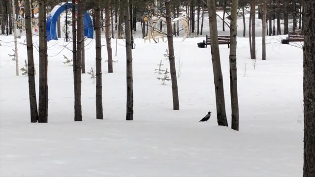 Вороны и вороны - кочующие птицы смотреть онлайн