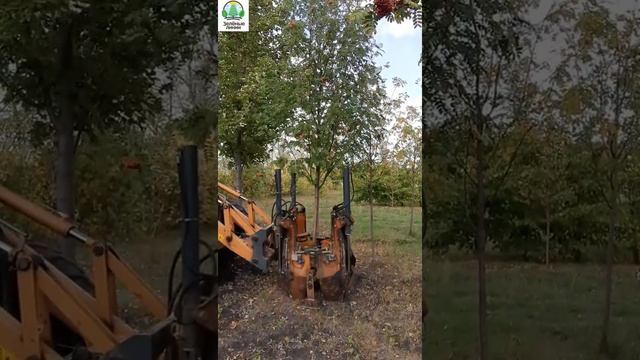 Пересадка и выкопка рябины на питомнике саженцев смотреть онлайн