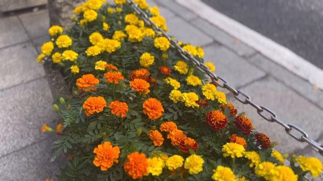 【Vlog】東京在住OLの秋の日常/銀座/鎌倉/自家製味噌/2024年の手帳