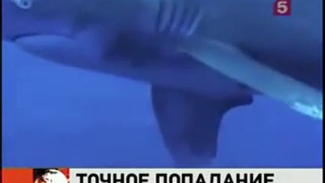 Пьяный серб убил акулу-убийцу. смотреть онлайн