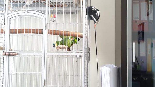 Синелобые амазоны брачные игры смотреть онлайн