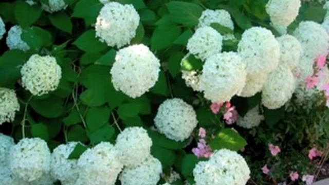 Hydrangea arborescens 'Annabelle' - Smooth Hydrangea смотреть онлайн