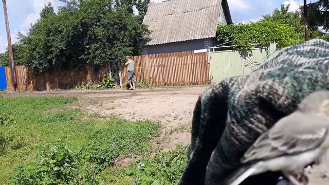 Трясогузки,редкие кадры. смотреть онлайн