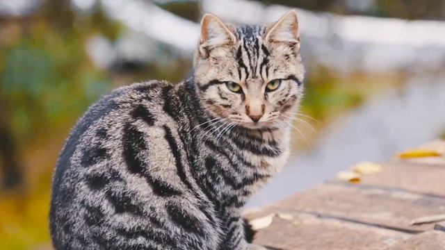 Зачем в квартире нужен кот смотреть онлайн