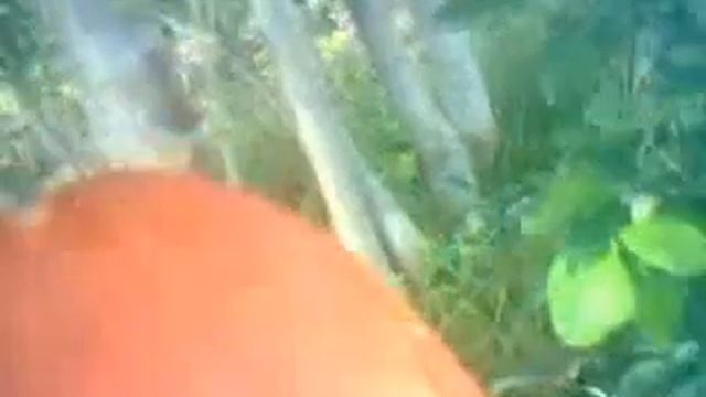 ГРИБЫ,КОТОРЫХ ЖАЛКО БЫЛО СРЕЗАТЬ ДА ЖАДНОСТЬ ВЗЯЛА ВВЕРХ смотреть онлайн