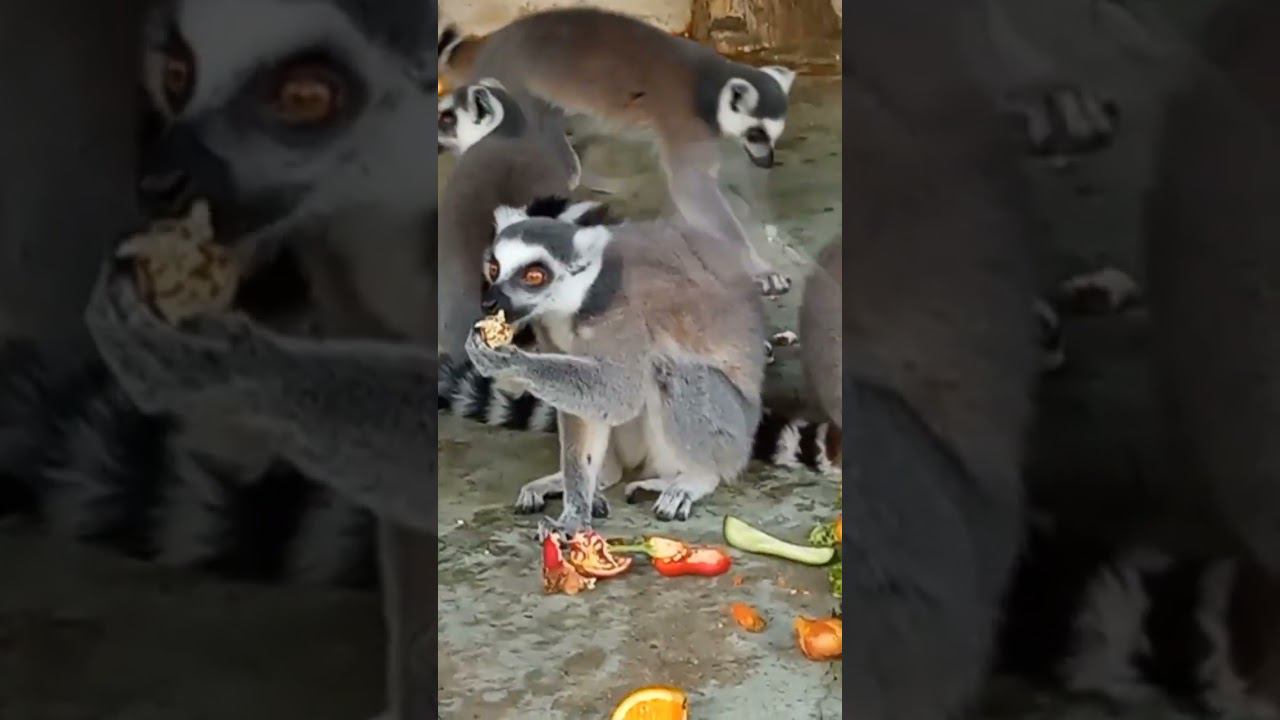Лемуры смотреть онлайн