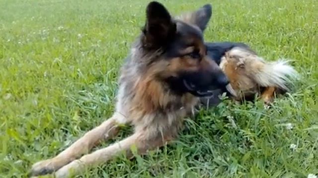 Выгул домашних животных смотреть онлайн