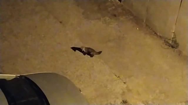 Sansar (veya gelincik) ve kedi - Marten (or ferret) and cat смотреть онлайн
